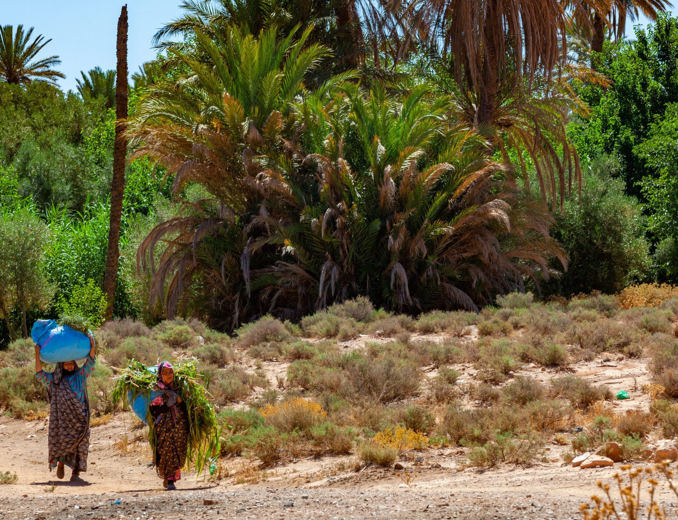 dades_valley_harvest_awaits