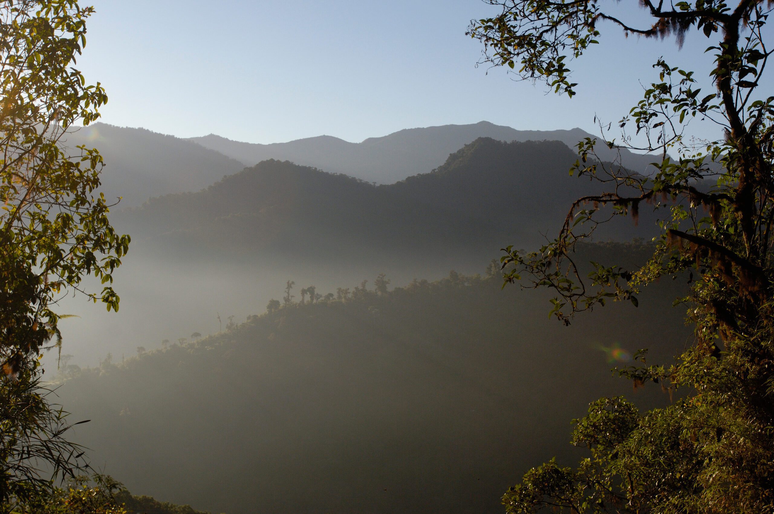 Forest vegetation in the Western Slope of the Andes Cloud Forest. Mindo Cloud Forest Ecuador. South America
