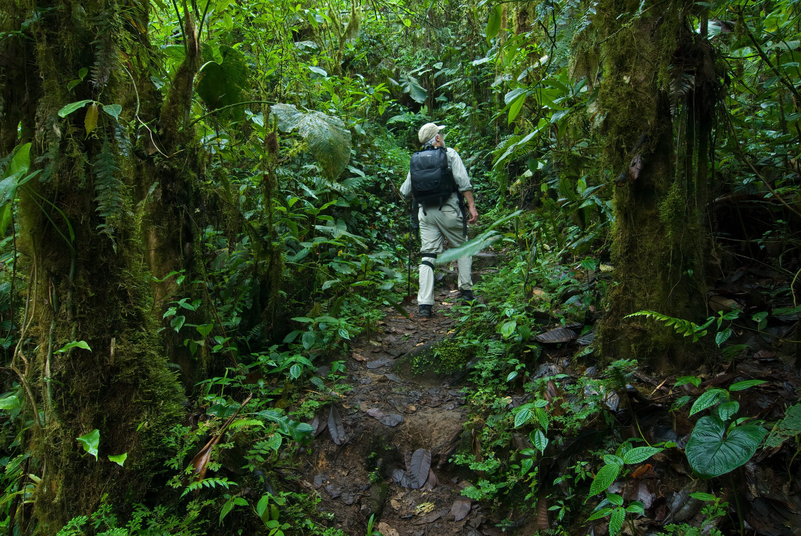 Hiker enjoying a tropical cloud forest in the Mindo region of Ecuador. This area of Ecuador contains extremely high levels of diversity in both plants ...