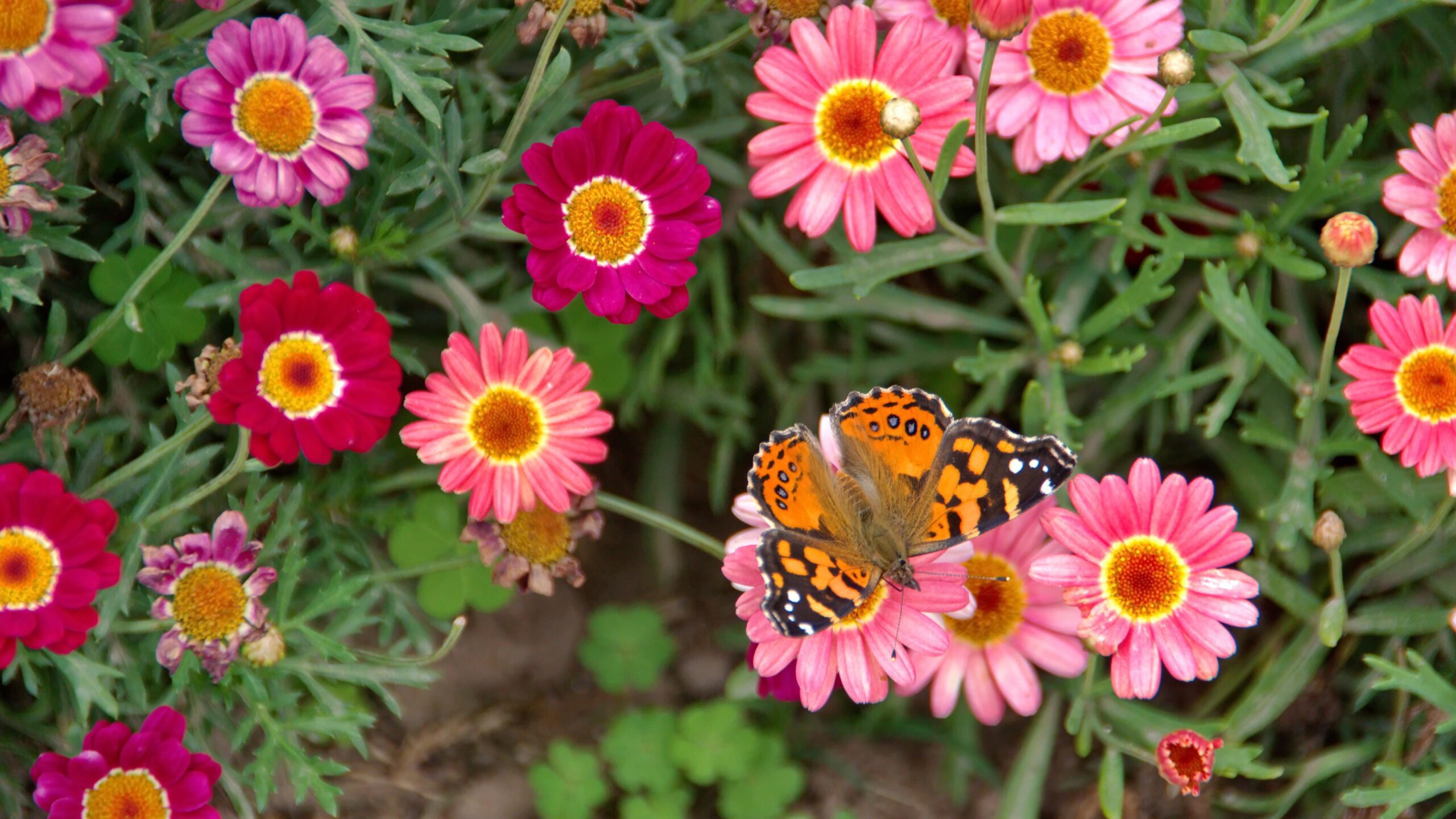 Painted lady butterfly on the flowers in the town square, in San Antonio de Ibarra, Ecuador